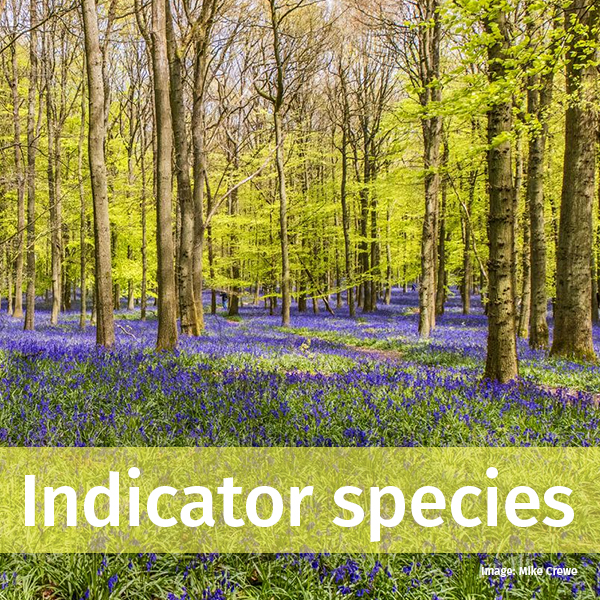 Ancient Woodland Hub Suffolk Biodiversity Information Service Ancient woodland hub suffolk biodiversity information service